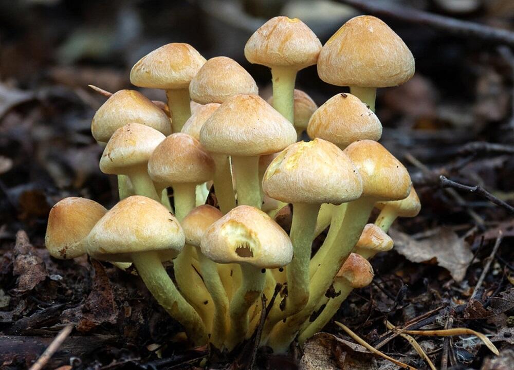 Поганки, похожие на опята Ложные опята