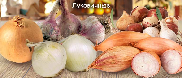 Луковичные