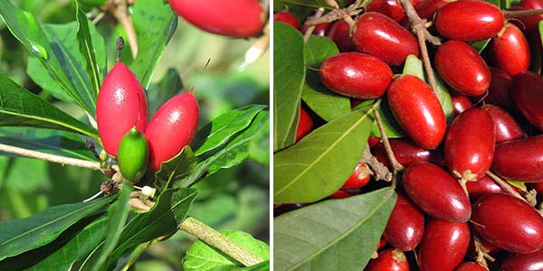 магический-фрукт