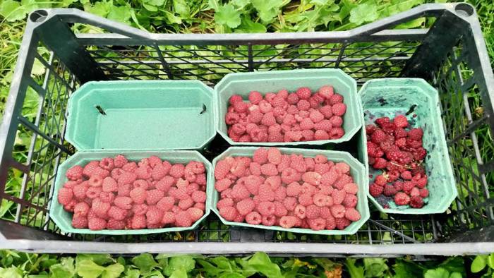 Сушка малины на солнце Малина на солнце