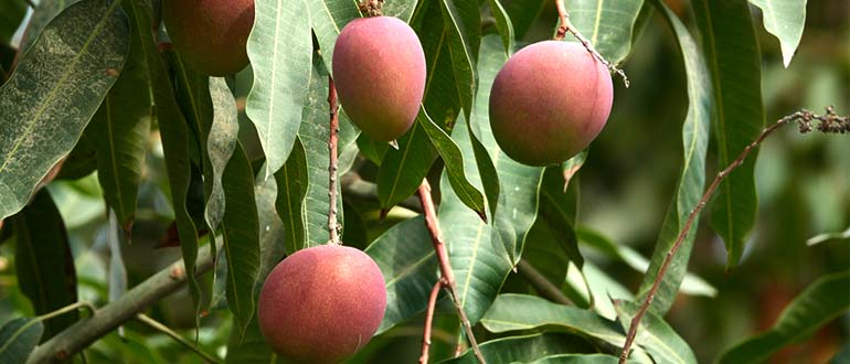 манго дерево