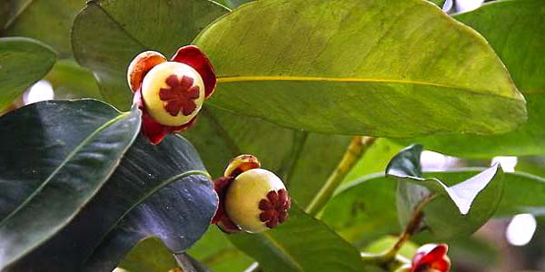 мангостин-на-дереве