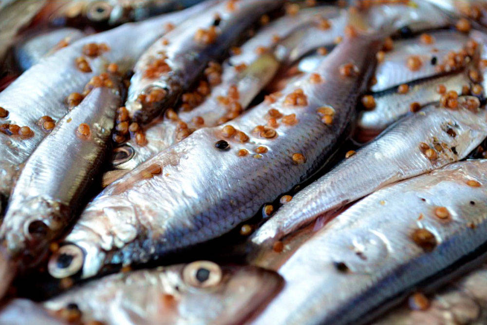 Мокрая засолка салаки Маринование салаки для копчения