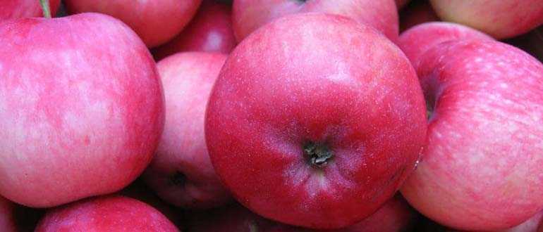 мельба яблоко