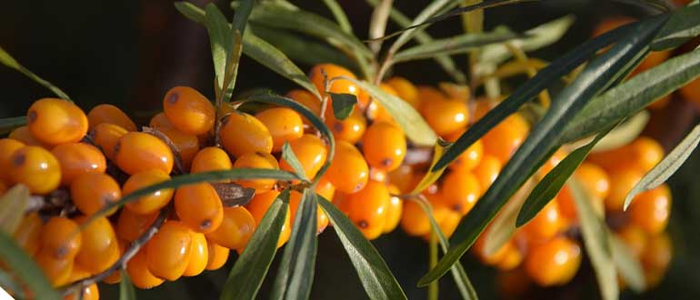 менделеевская