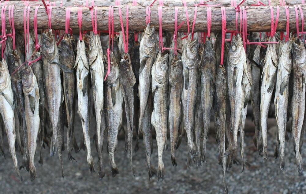 Сушка минтая на свежем воздухе Минтай сушится на веревке
