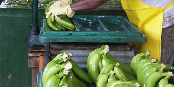 мойка-бананчиков