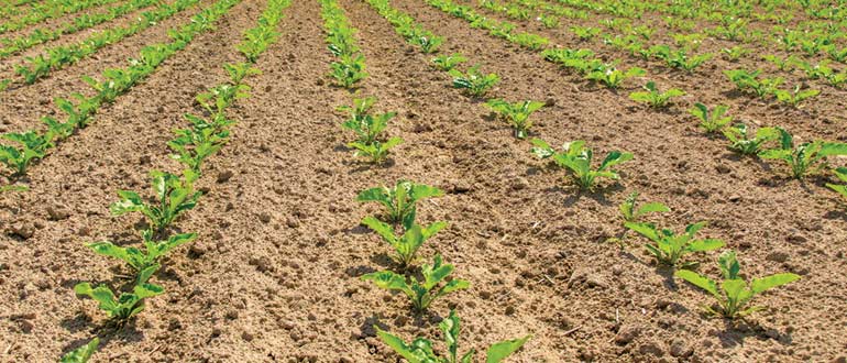 молодая свекла