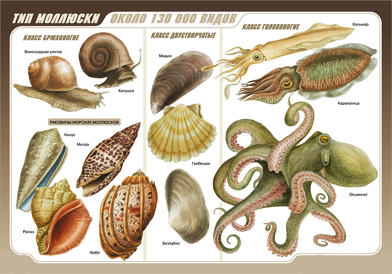 Виды моллюсков Моллюски