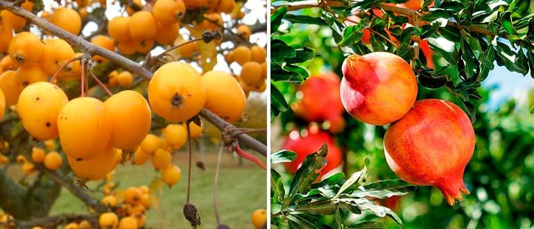 мушмула и гранат