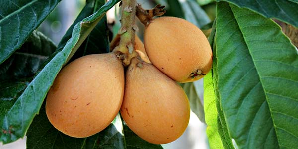 мушмула-на-ветке