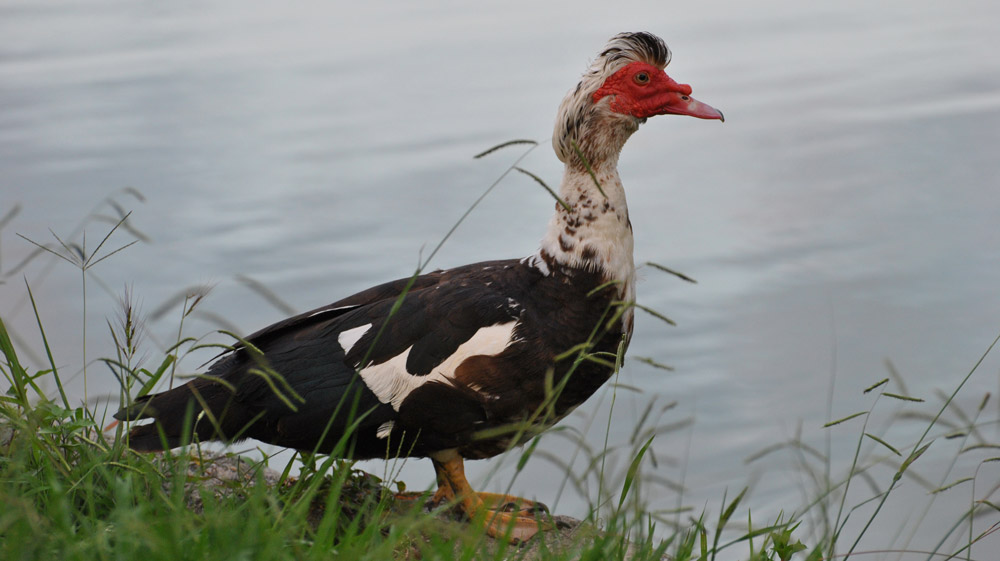 Мускусная утка и индоутка Индоутка