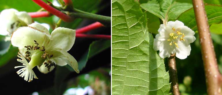 мужские женские цветки коломикты