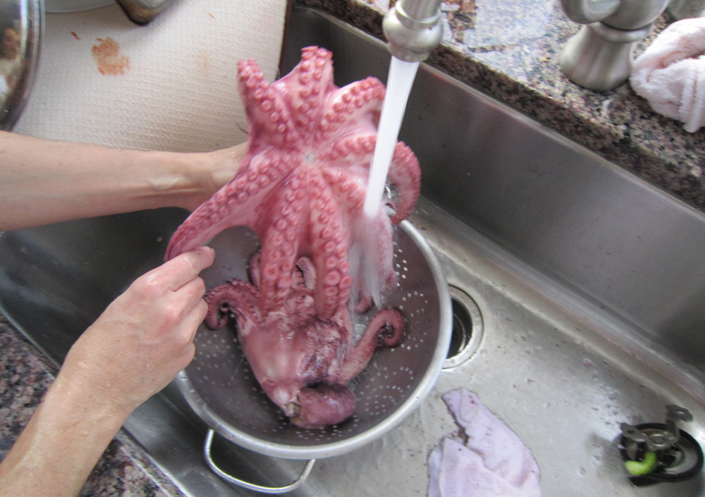 Мытье осьминога Осьминог