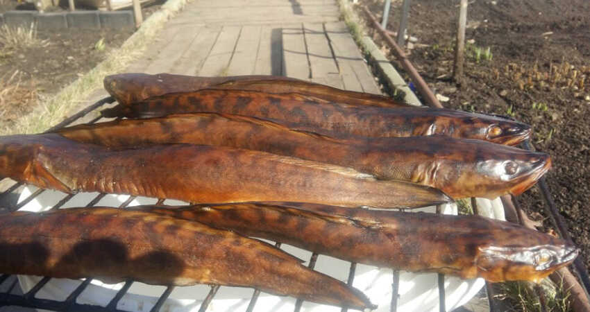 Налим горячего копчения Копченый налим горячим способом