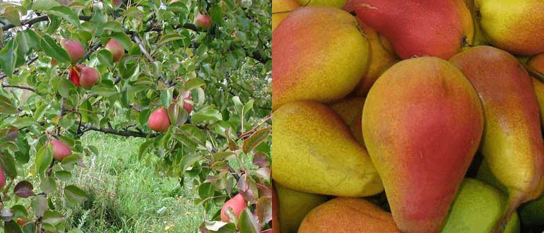 Нарядная Ефимова