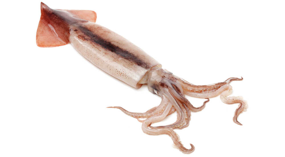 Охлажденная тушка кальмара Неочищенный охлажденный кальмар
