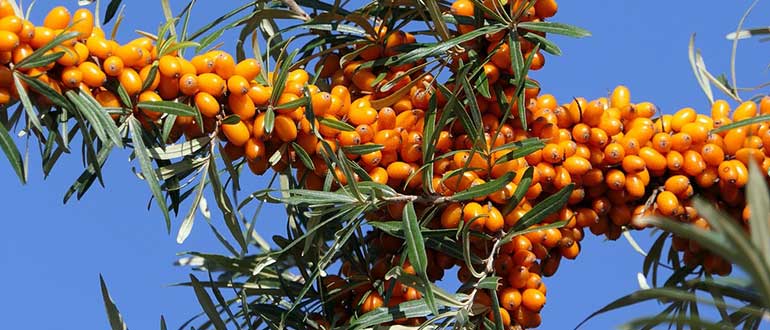 нижегородская сладкая