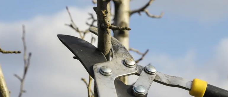 обрезка дерева груша