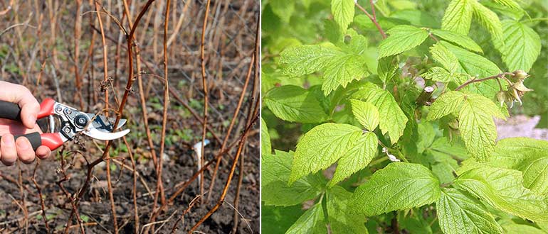 Обрезка куста малины