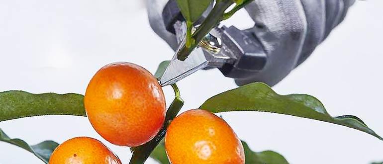 обрезка цитруса