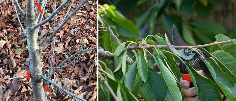 обрезка вишни