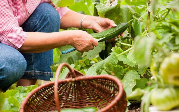 Сбор огурцов для сушки Огурец для сушки