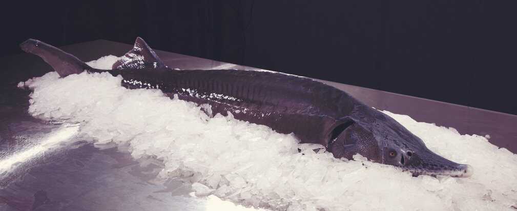 Внешний вид свежего осетра Свежий осетр