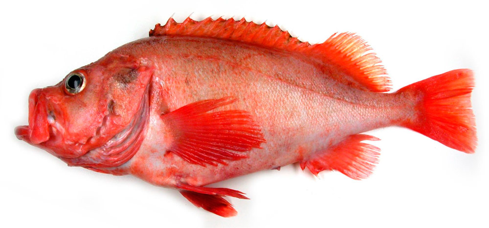 Рыба морской окунь Морской окунь