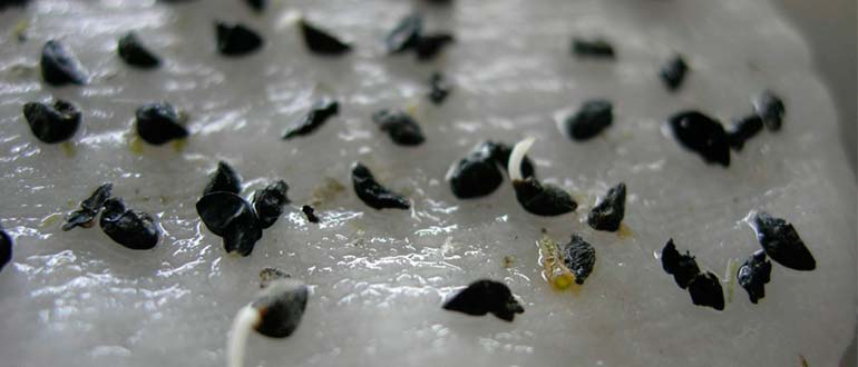 onion stratification