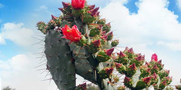 опунция цветёт