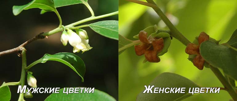 опыление хурмы