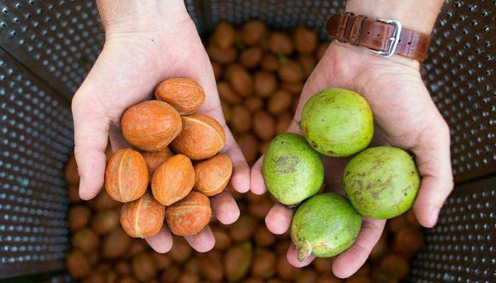 Очистка грецких орехов от кожуры Орехи и кожура