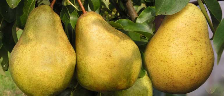 Осенняя сладкая