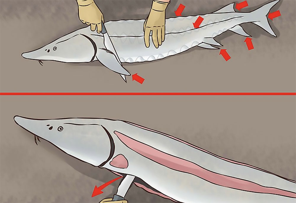 Разделка осетра для шашлыка Осетр и нож