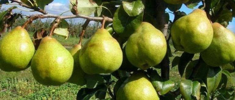 Отечественная