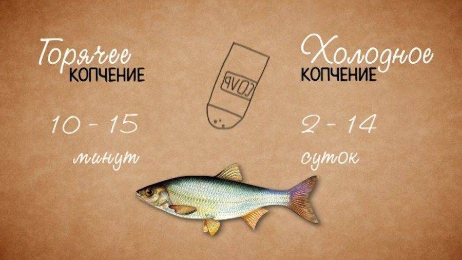 Срок засолки рыбы при горячем и холодном копчении Отличие горячего копчения от холодного