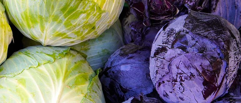 отличие капусты