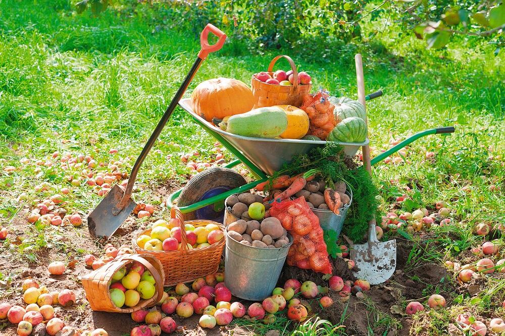 Урожай, собранный на даче Овощи и фрукты с огорода