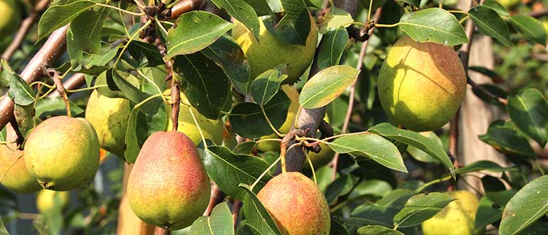 Памяти Яковлева