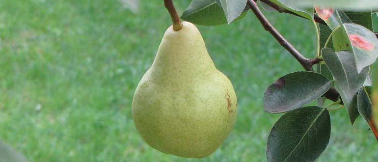 Пасс Крассан