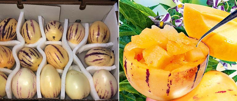 пепино едят