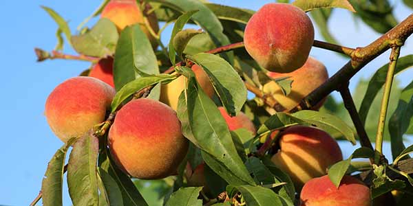 персик-на-дереве