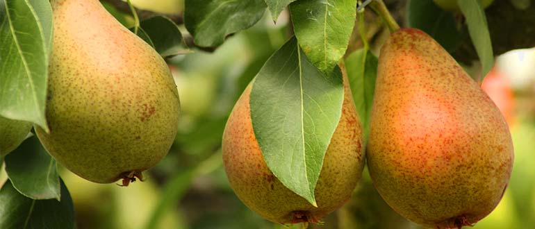 Первомайская