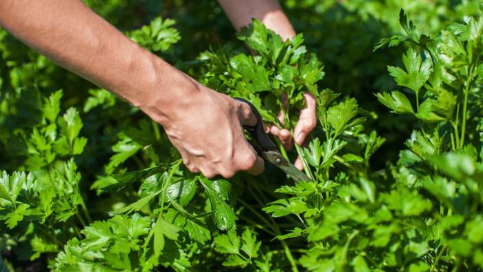 Сбор петрушки для сушки Петрушка и ножницы