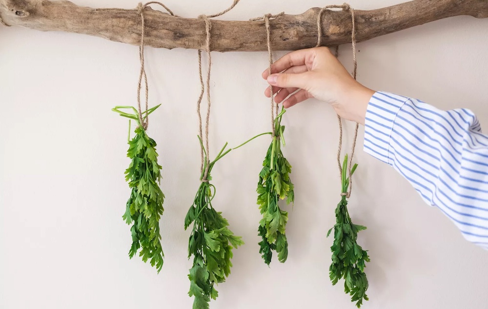 Сушка петрушки на воздухе в домашних условиях Петрушка на верёвочках