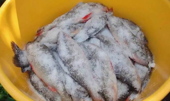 Засолка плотвы сухим методом Плотва и соль