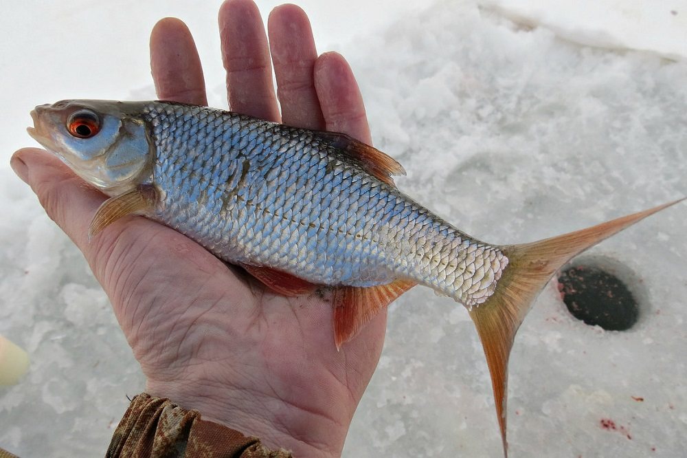 Как выглядит плотва Плотва в руке