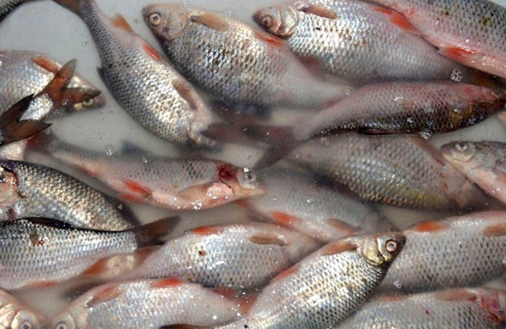 Плотва вымачивается после засолки Рыба вымачивается после засолки