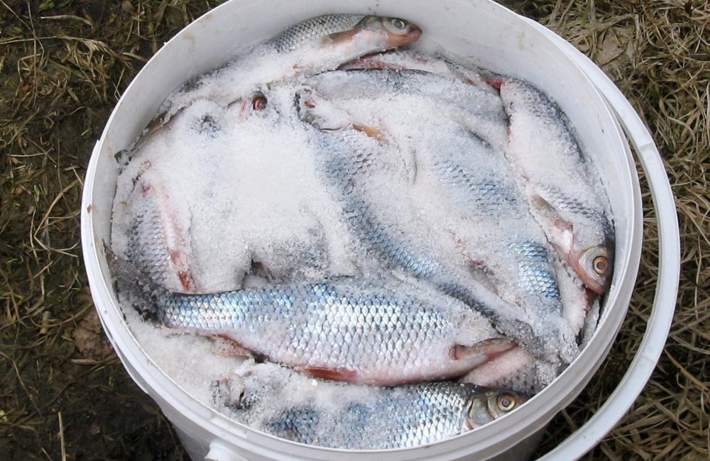 Рыба солится сухим способом Рыба солится в ведре